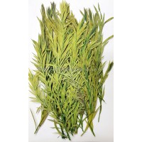 串錢柳-綠色-押花葉材