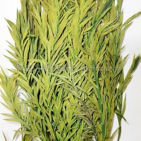 串錢柳-綠色-押花葉材