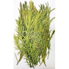 串錢柳-綠色-押花葉材