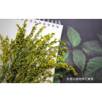 麒麟花-黃色-押花花材