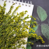 麒麟花-黃色-押花花材