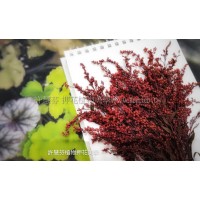 麒麟花-紅色-押花花材