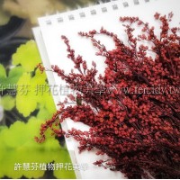 麒麟花-紅色-押花花材