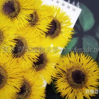 太陽菊細瓣-亮黃色