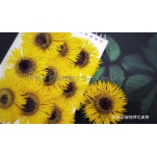 太陽菊細瓣-亮黃色