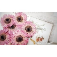 太陽菊細瓣-粉紅色