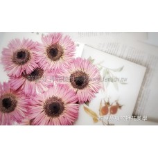 太陽菊細瓣-粉紅色