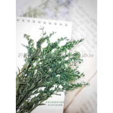 麒麟花-綠色-押花花材