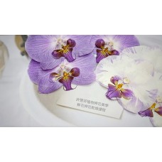 蝴蝶蘭-大型白紫色