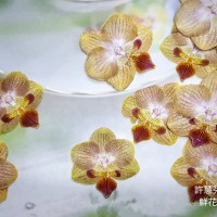 蝴蝶蘭-小型琥珀色
