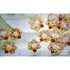 蝴蝶蘭-小型琥珀色