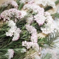 米香花-原色粉紅