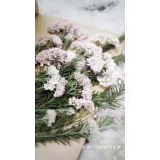 米香花-原色粉紅