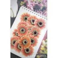 太陽菊-淺桃紅色黑心
