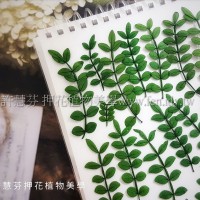 胡椒木葉-綠色
