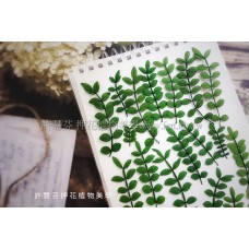 胡椒木葉-綠色