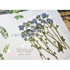 勿忘我-帶支藍色